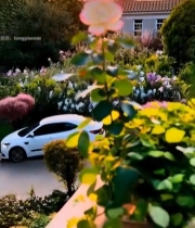  夕阳下绽放的粉色玫瑰花4128#竖屏 	 