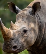  犀牛特写素材(2)6457#竖屏 	 