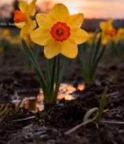  夕阳下田野中的黄色水仙花4907#竖屏 	 