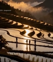  夕阳下梯田与行走的人群4915#竖屏 	 