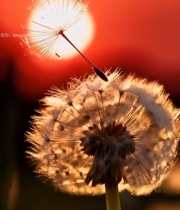  夕阳下蒲公英特写460#竖屏 	 