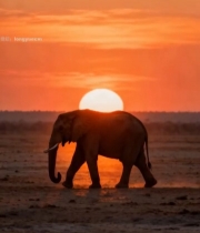  夕阳下行走的大象3099#竖屏 	 