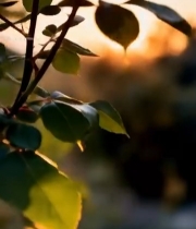  夕阳下盛开的粉色月季花4764#竖屏 	 