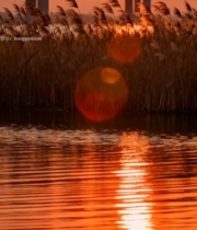  夕阳下桥梁与芦苇的水边景致2922#竖屏 	 