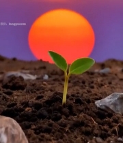  夕阳下破土而出的嫩绿幼苗2931#竖屏 	 