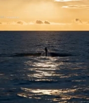  夕阳下鲸鱼尾巴露出海面(1)2241#竖屏 	 