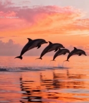  夕阳下海豚跃出海面场景2220#竖屏 	 