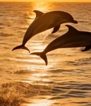  夕阳下海豚跃出海面3696#竖屏 	 