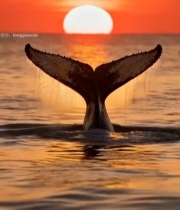  夕阳下鲸鱼尾巴露出海面(2)2269#竖屏 	 
