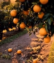  夕阳下果园橙子挂枝景象589#竖屏 	 