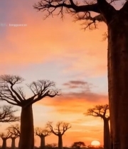  夕阳下的猴面包树景观297#竖屏 	 
