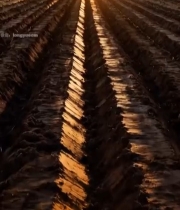  夕阳下的整齐农田6000#竖屏 	 