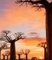  夕阳下的猴面包树景观297#竖屏 	 