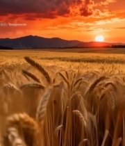  夕阳下的麦田全景6796#竖屏 	 