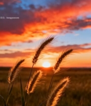  夕阳下的田野狗尾草景象5449#竖屏 	 