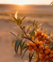  夕阳下的沙棘果实特写5433#竖屏 	 