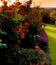  夕阳下的红色玫瑰1942#竖屏 	 