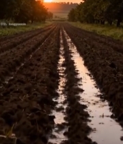  夕阳下的农田景色3029#竖屏 	 