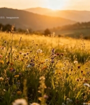  夕阳下的花草田野风景(1)2651#竖屏 	 