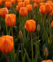  夕阳下的橙色郁金香花田3724#竖屏 	 