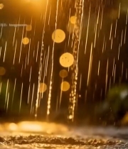  夕阳下的雨滴特写6189#竖屏 	 