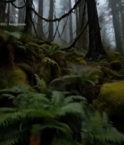  雾气弥漫的森林景象5738#竖屏 	 