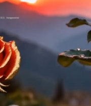  夕阳下带露珠的红玫瑰4280#竖屏 	 
