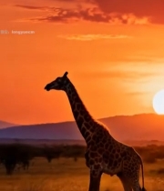  夕阳下草原上行走的长颈鹿5198#竖屏 	 