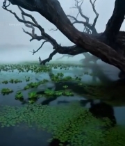  雾中枯树与水生植物景观266#竖屏 	 