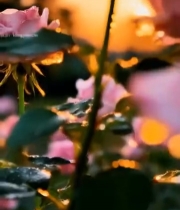  夕阳下带露珠的粉色玫瑰花552#竖屏 	 