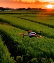  夕阳下稻田上空飞行的无人机4281#竖屏 	 