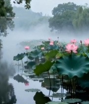  雾中荷塘荷花荷叶景观2160#竖屏 	 