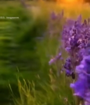  夕阳下雏菊与紫色花草景观7503#竖屏 	 