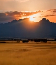  田野夕阳下的芦苇景观1070#竖屏 	 