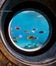  透过机械孔洞看海洋中的鱼群6251#竖屏 	 