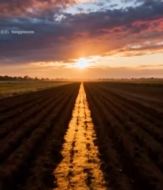  田野夕阳自然风光(1)3149#竖屏 	 