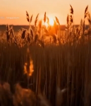  田野夕阳下的芦苇风景4191#竖屏 	 