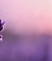  特写紫色薰衣草花卉3570#竖屏 	 