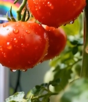  温室番茄带水珠特写245#竖屏 	 