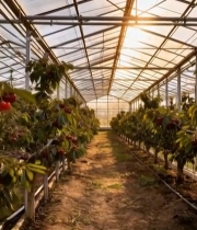  温室大棚内成熟的樱桃果实3367#竖屏 	 