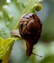  蜗牛爬行在带水珠绿叶上4620#竖屏 	 