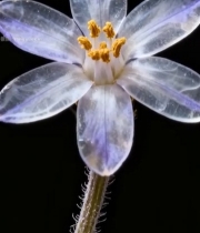  微距透明花朵特写素材2092#竖屏 	 