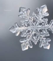  微距雪花特写(4)6704#竖屏 	 