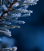  微距特写覆霜松枝素材6282#竖屏 	 