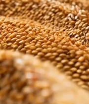  微距特写粗粮粮食1651#竖屏 	 