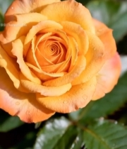  微距特写橙色带水珠玫瑰花2555#竖屏 	 