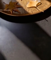  托盘上的银杏叶与枫叶2450#竖屏 	 