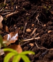  土壤中植物与落叶特写391#竖屏 	 