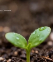  土壤中嫩绿幼苗特写729#竖屏 	 