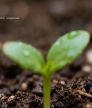  土壤中嫩绿幼苗特写729#竖屏 	 